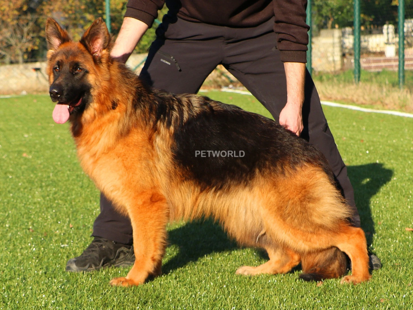 Zafira vom Freese Land(7158) gallery 2