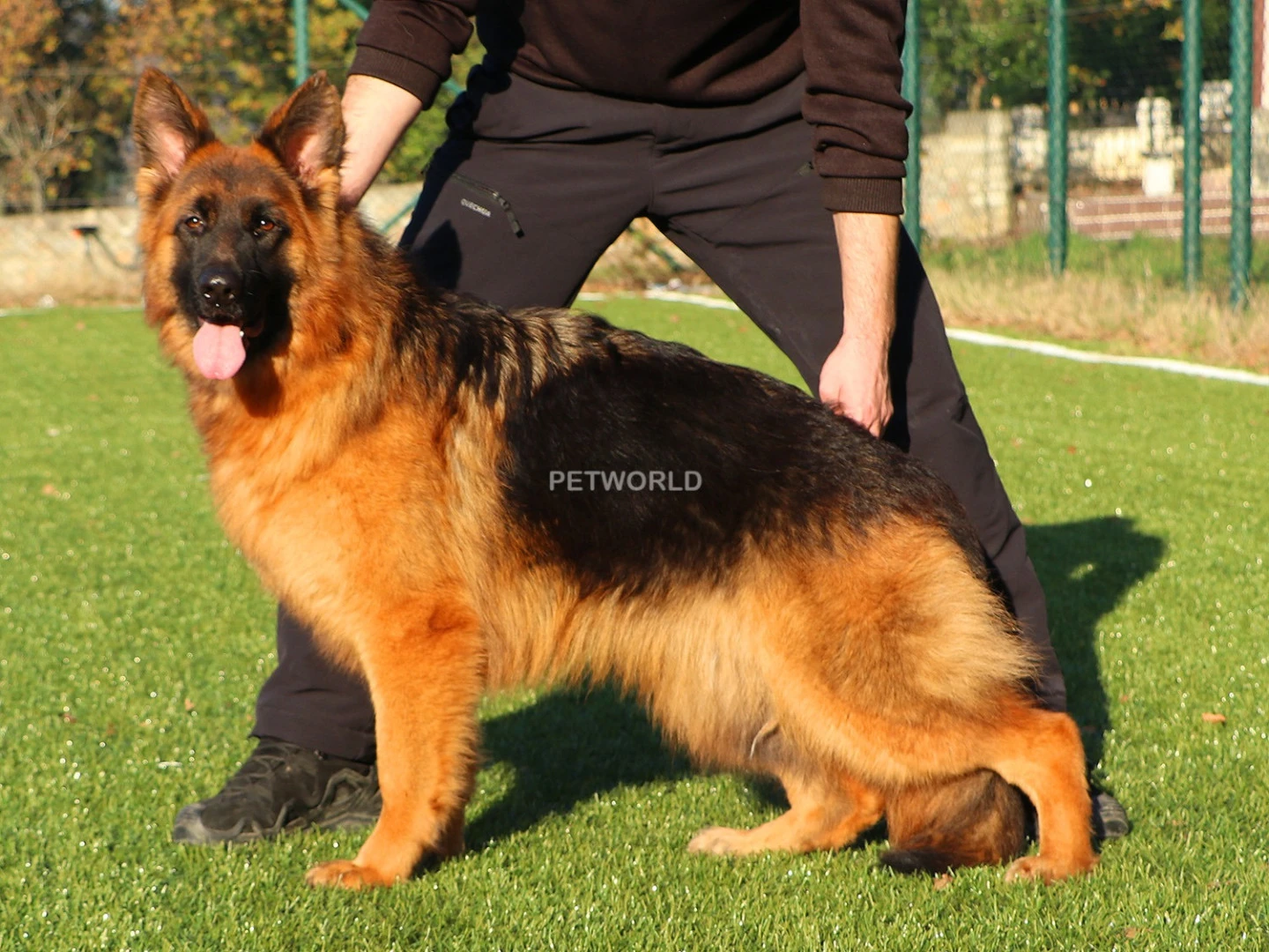 Zafira vom Freese Land(7158)