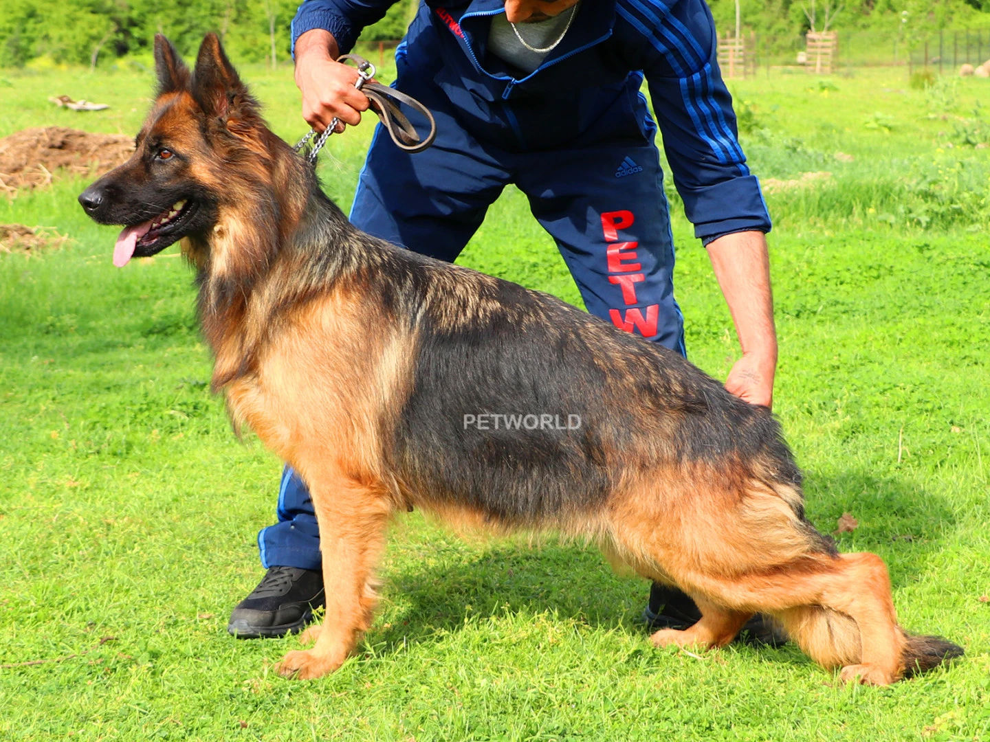 Zaja vom Freese Land