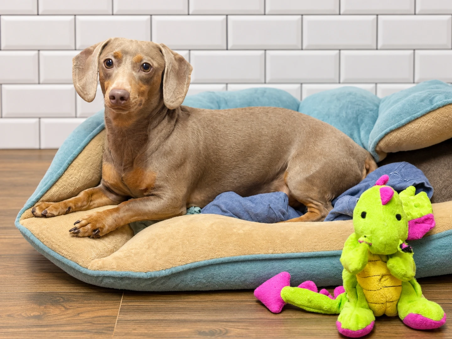 Louie’nin Pet Otel Konaklaması