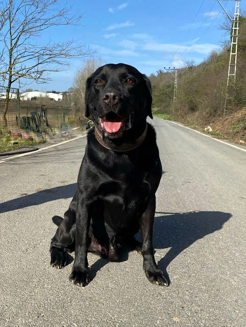 Pet Otelimizin Daimi Müdavimlerinden Labrador Chang