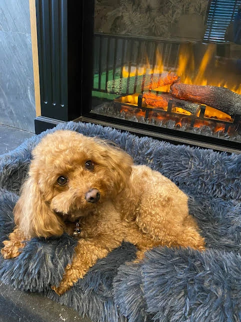 Pet Otelimizin Misafirlerinden Poodle Leia