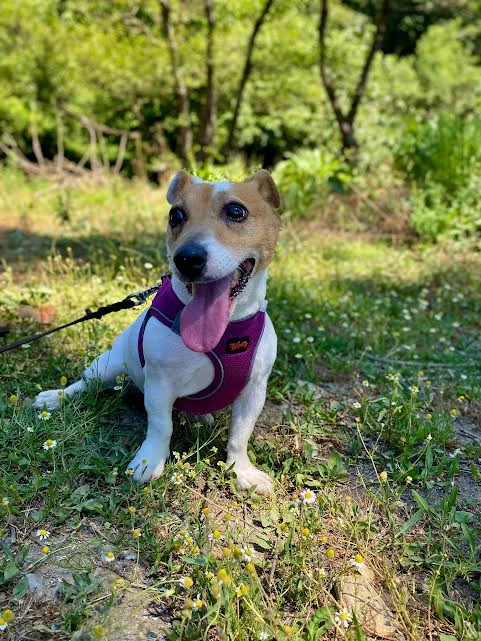 Yeni Pansiyonerimiz Jack Russel Shila