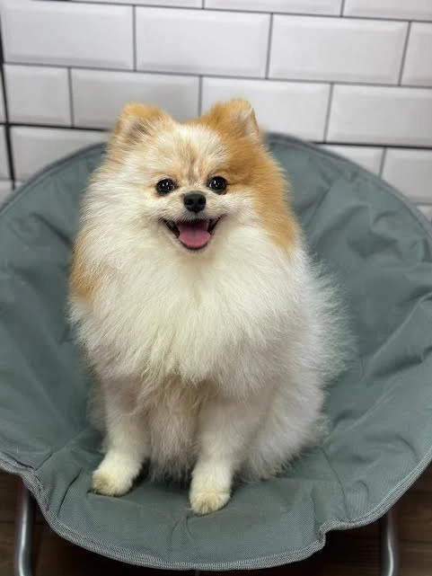 Yeni Misafirimiz Pomeranian Sunny
