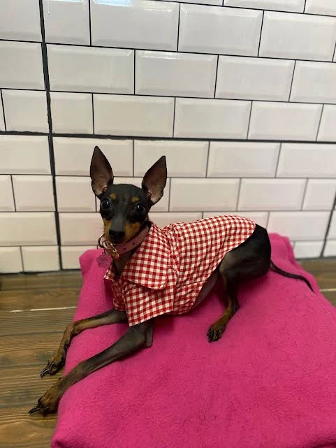 Pet Otelimizin Sevimli Misafiri English Toy Terrier Stella
