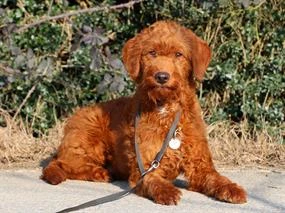 Pansiyonerlerimizden Labradoodle Dodo
