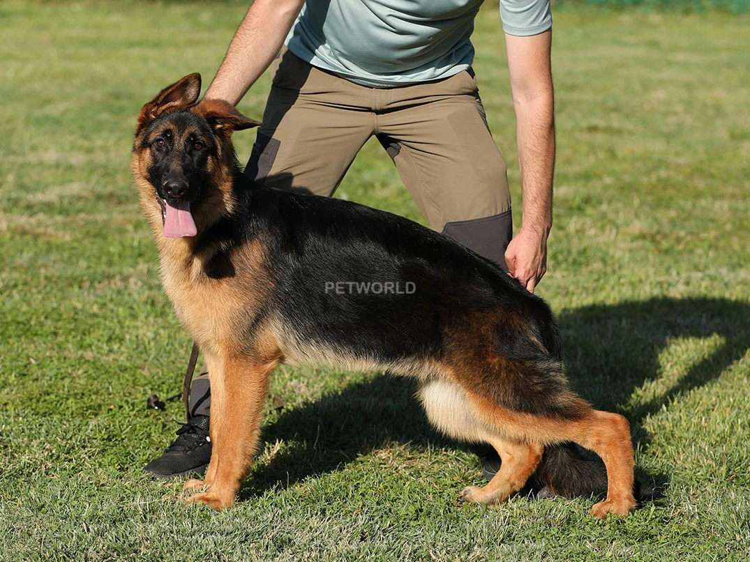 Troy
