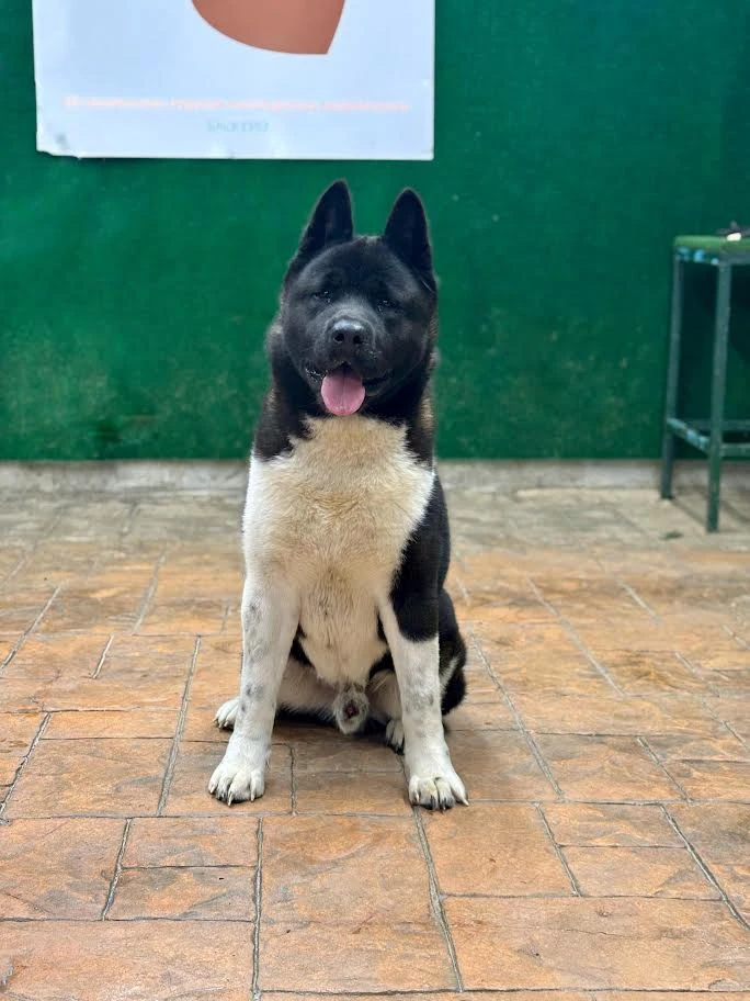 Pansiyonerlerimizden:American Akita Artur
