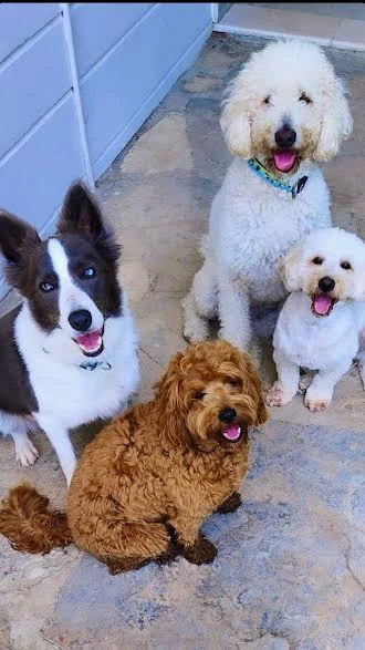 Sevimli Misafirlerimiz Pet Otelimizde