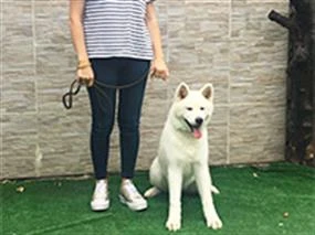 Akita Pamuk, temel ve ileri itaat eğitimi çalışmaları