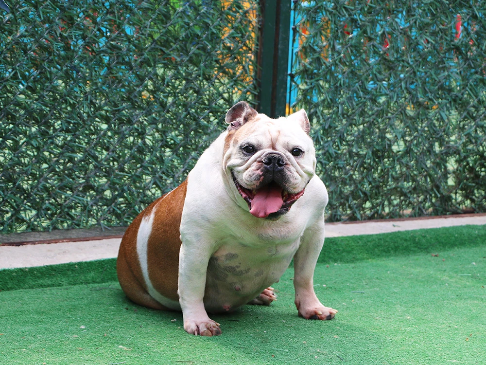 Mutlu pansiyonerimiz İngiliz Bulldog cinsi Lokum