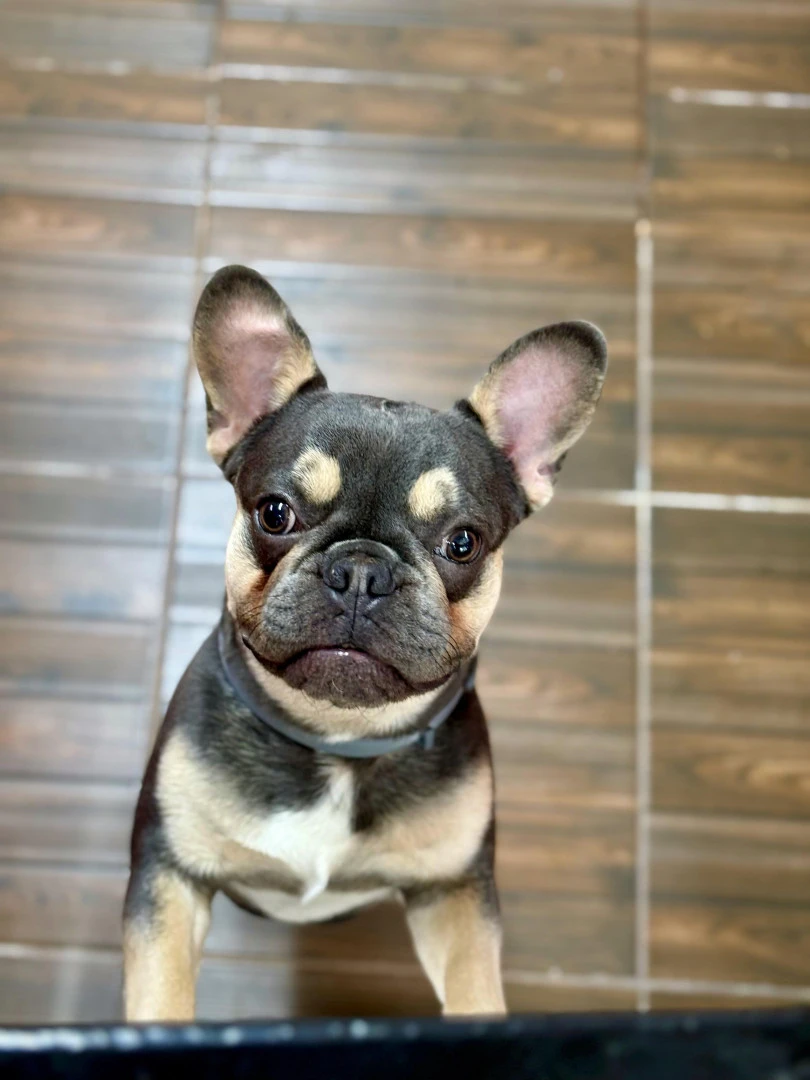 SEVİMLİ PANSİYONERİMİZ FRENCH BULLDOG LION