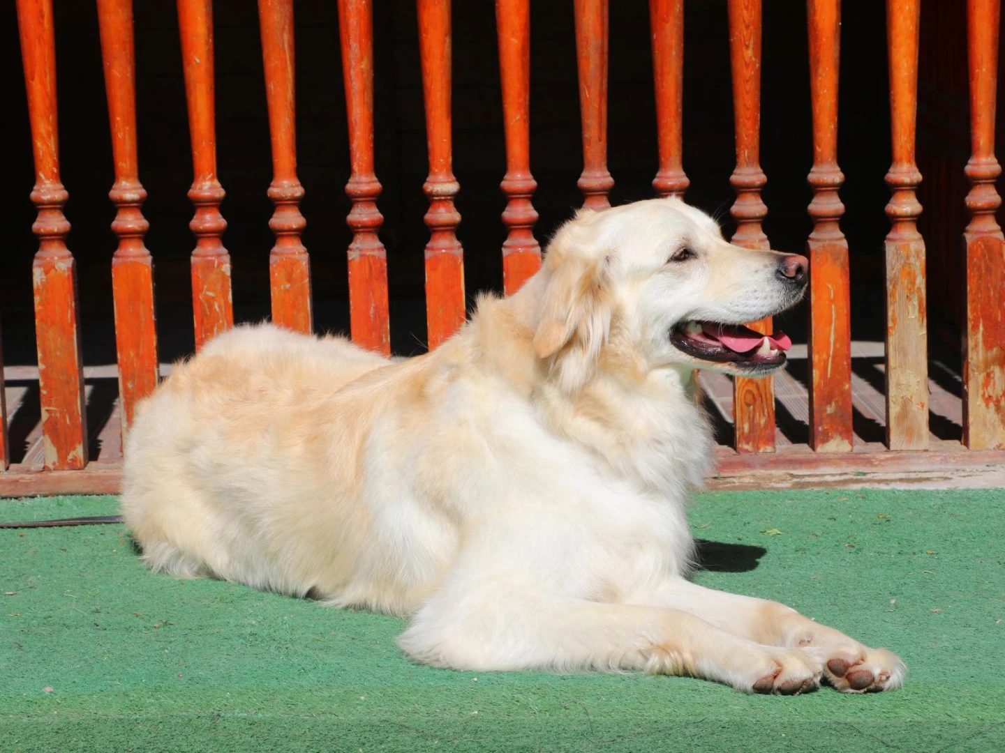 Golden Retriever dostumuz çiftliğimizde misafirimiz