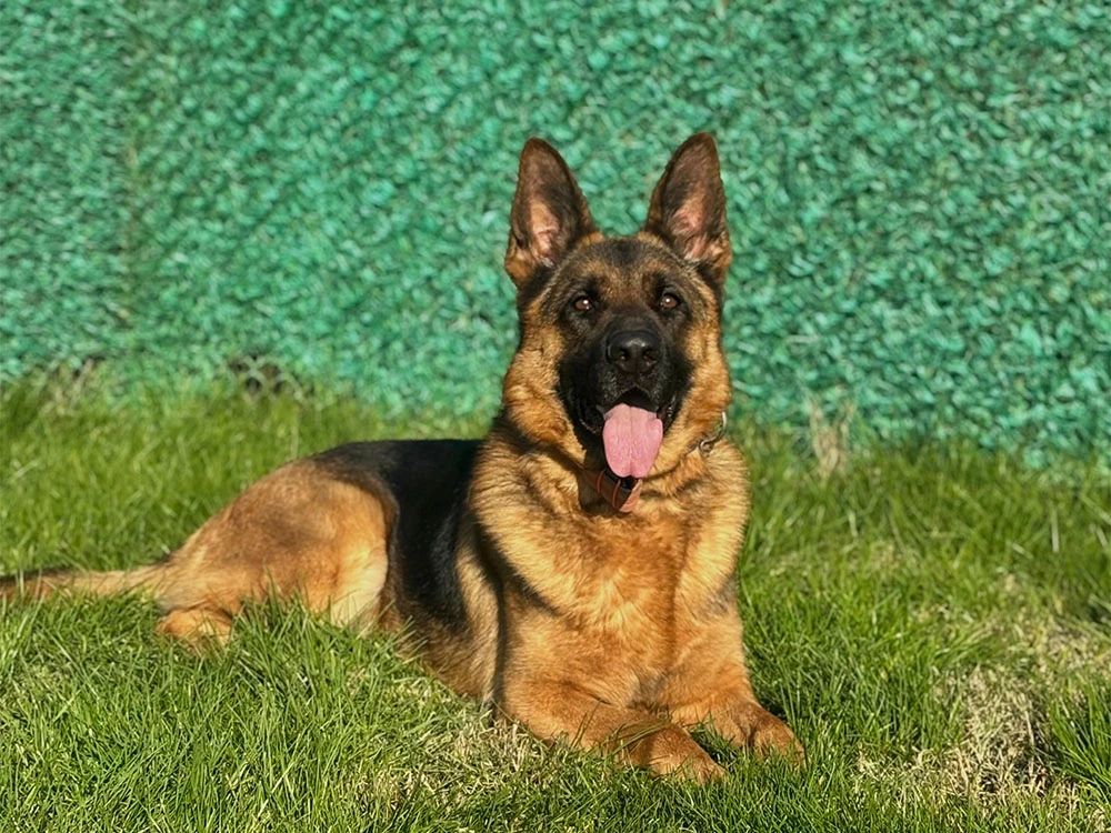 Pansiyonerlerimizden:Alman Çoban Zeyna