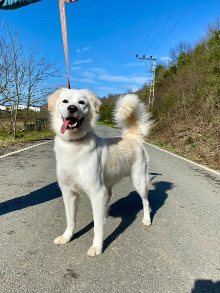 Köpek Oteli Daimi Müdavimlerimizden Golden Bobi