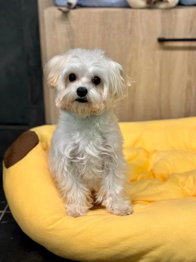 Pansiyonerlerimizden Morkie Mocha