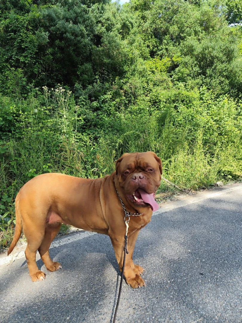 Pansiyonlerimizden Dogue de Bordeaux Milly