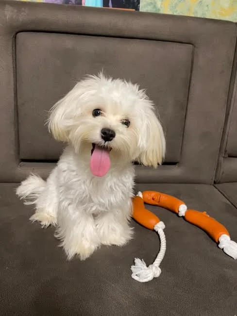 Sevimli Morkie Pansiyonerimiz Toffy