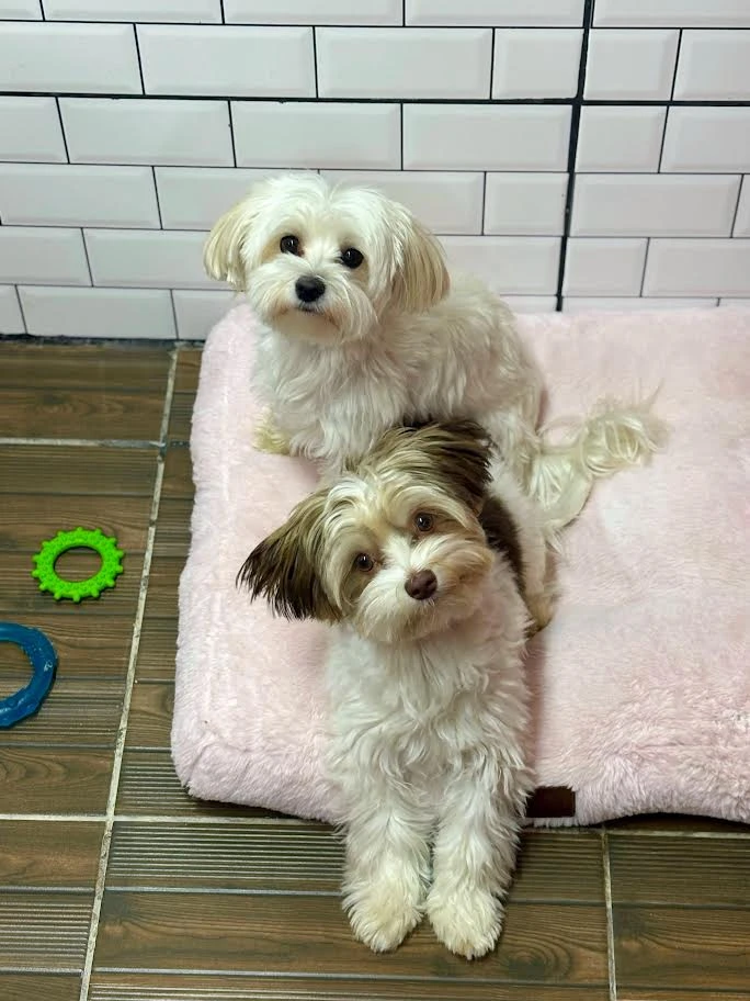 Misafirlerimizden: Charlie & Bailey