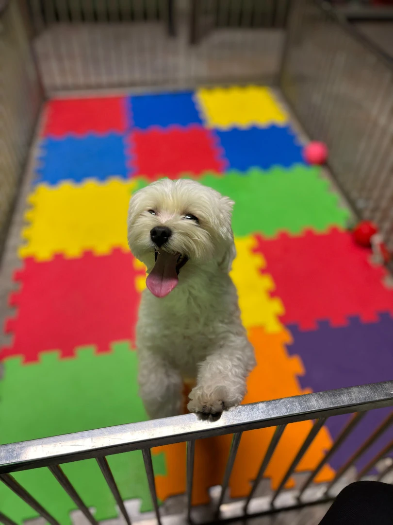 Daimi Müdavimlerimizden Morkie Toffee