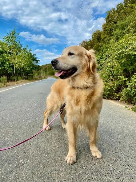 Uzun Süreli Pansiyonerimiz Golden Retriever Erik