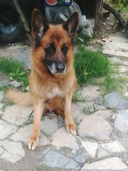 Haziran ayı pansiyonerimiz Zagor