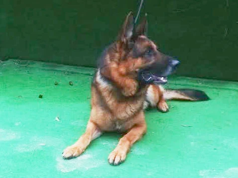 Sadıkoğlu Ailesi'nin Alman Çoban Köpeği Cesko