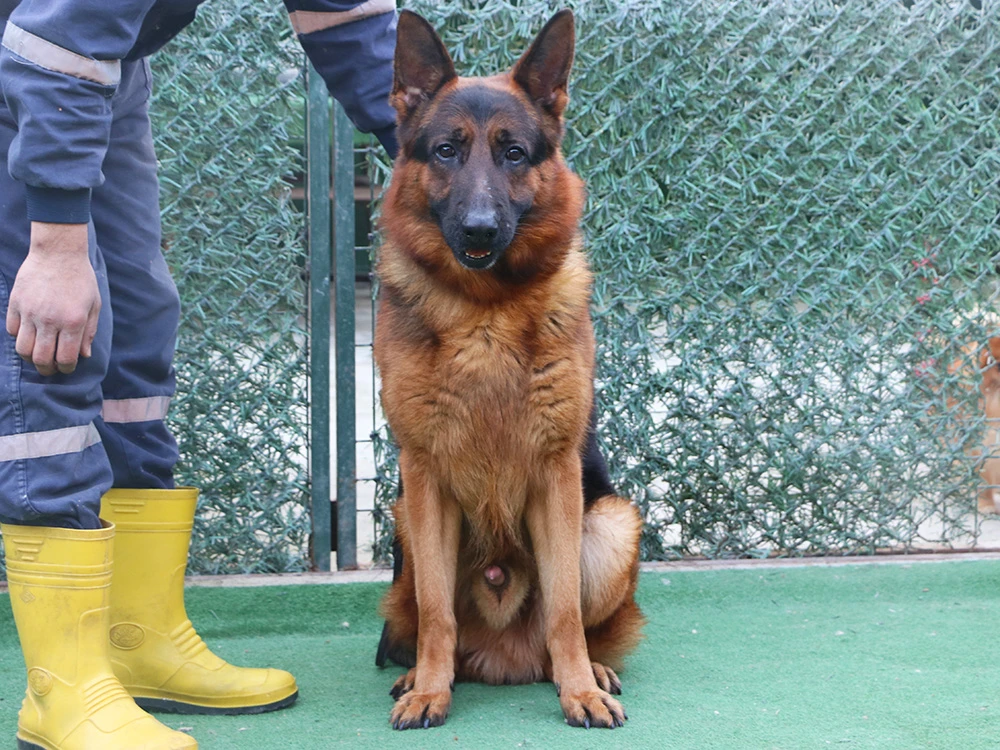 Alman Kurdu Arslan Petworld pansiyon misafirimiz