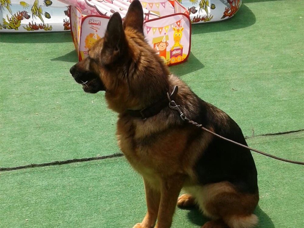 Uzun süreli pansiyonerimiz güzel yavrumuz Ece