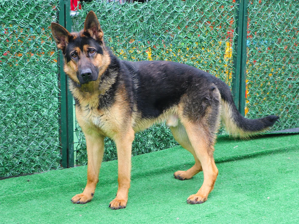 Alman Çoban Köpeği Raki, pansiyon misafirimiz