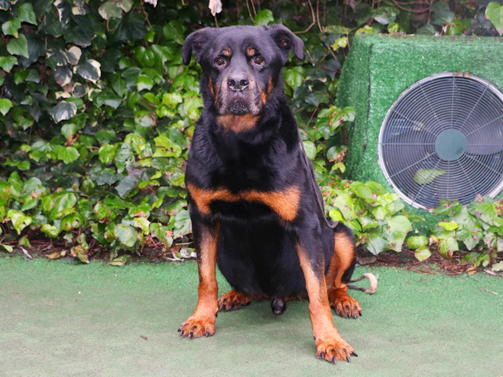 Rottweiler Brando çiftliğimizde pansiyon misafirimiz