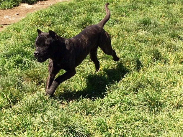 Gökhan Bey'in Cane Corsa köpeği pansiyon tatilinde