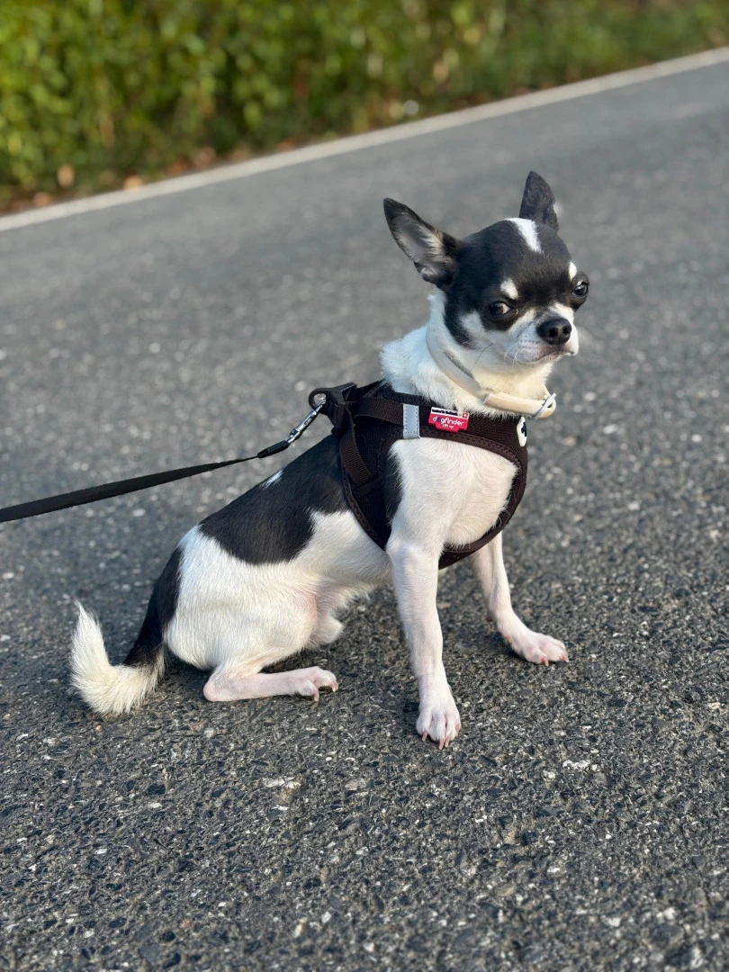 Chihuahua Fibi Elit Yavru Pet Otel'de Konaklıyor