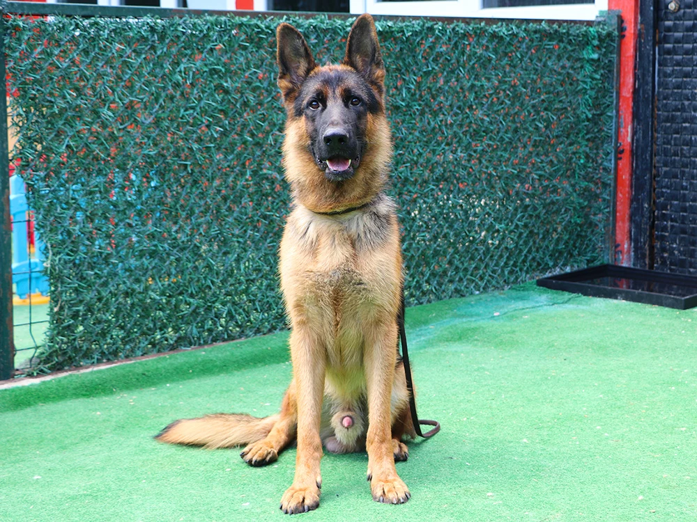 Pansiyon misafirimiz Alman Çoban Köpeği Jack