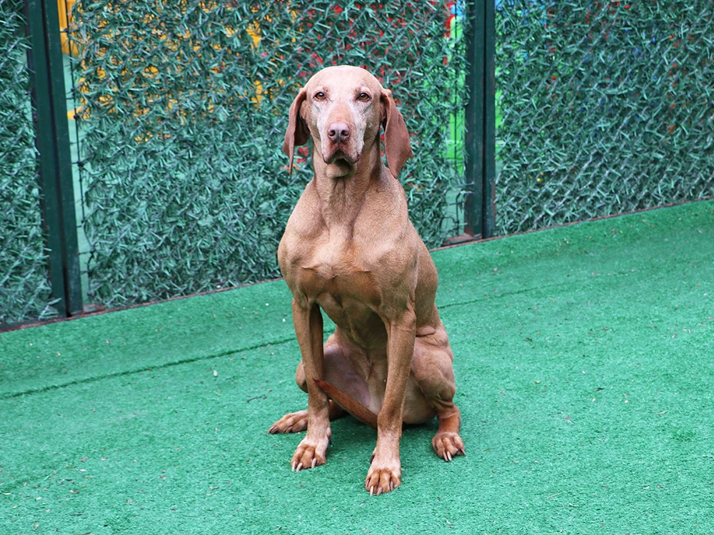 Av Köpeği İnga, sürekli pansiyonerimiz olarak bizimle