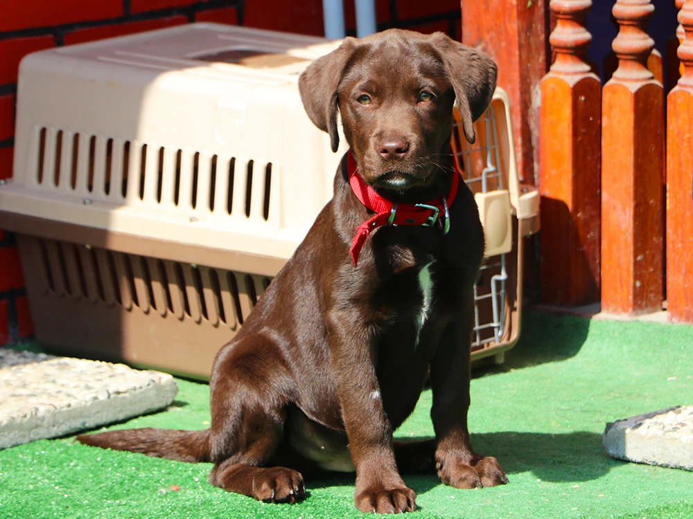 Göktuğ Bey'in Chocolate Labrador'u pansiyonumuzda