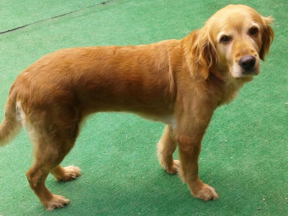 Golden Retriever Tarçın bu ay pansiyon misafirimiz
