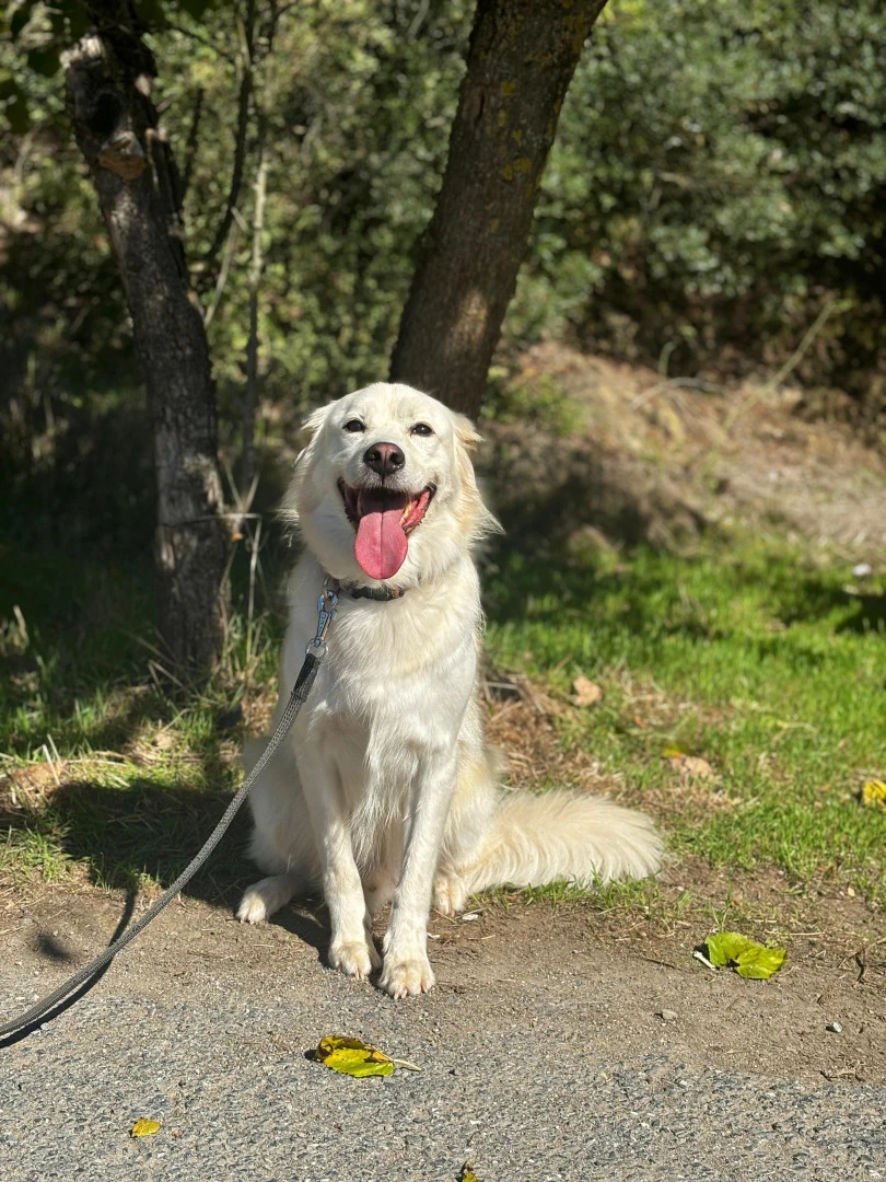 Sevgili Yalçınkaya Ailesinin Neşeli Üyesi Bobi’yi Tanıyalım