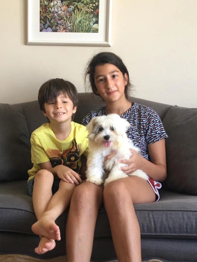 Coton de Tulear Cherry, eğitimini başarıyla tamamladı