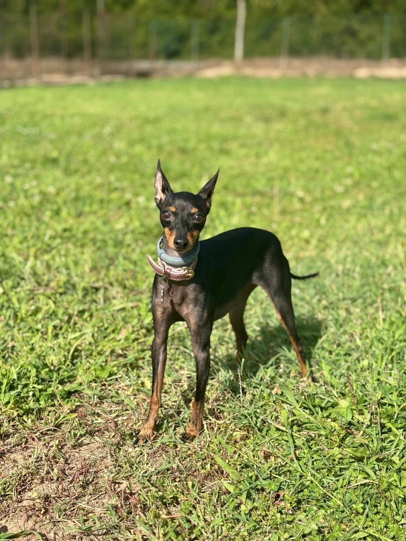 Pansiyonerlerimizden Stella