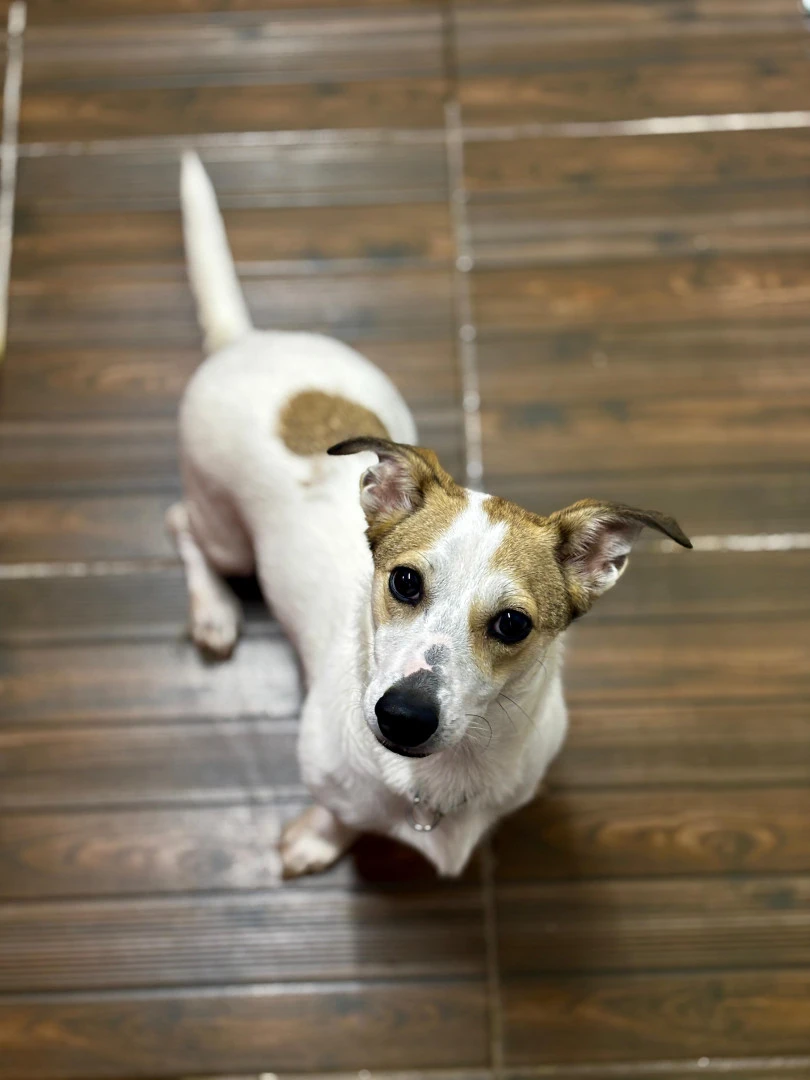 Pansiyonerlerimizden Jack Russel Sütlaç