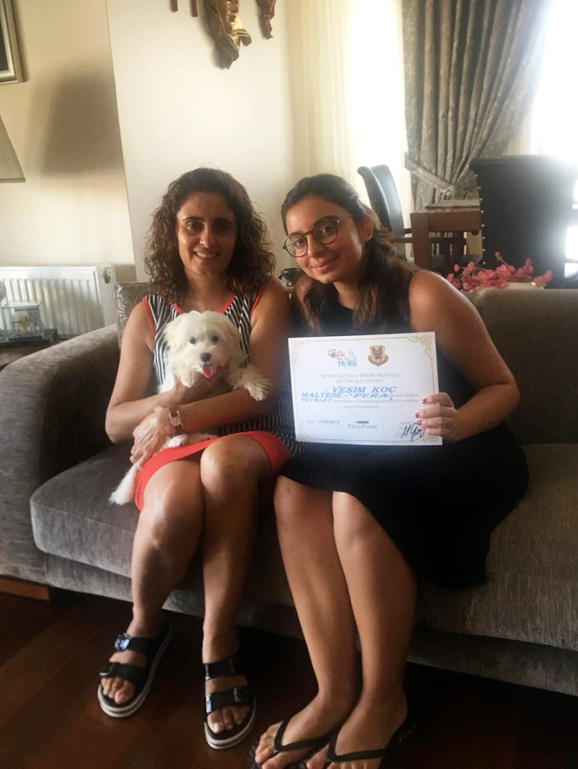 Maltese Terrier Pera tuvalet eğitimini başarıyla tamamladı