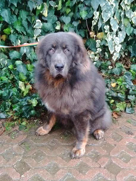 Tibet Mastiff'i Duman çiftliğimizi çok seviyor