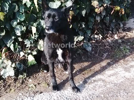 Pansiyonerimiz Siyah Alman Kurdu Nero