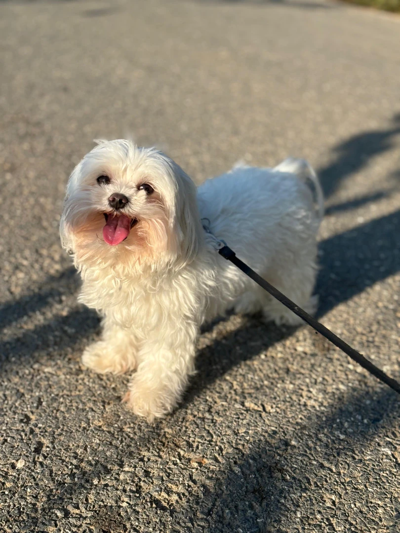 Pansiyonerlerimizden Maltese Quincy