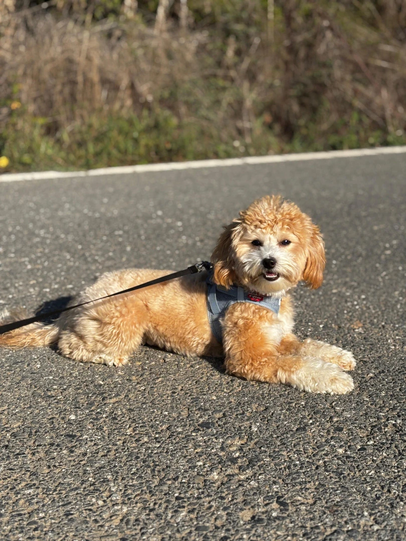 Pansiyonerlerimizden Maltipoo Tarçın