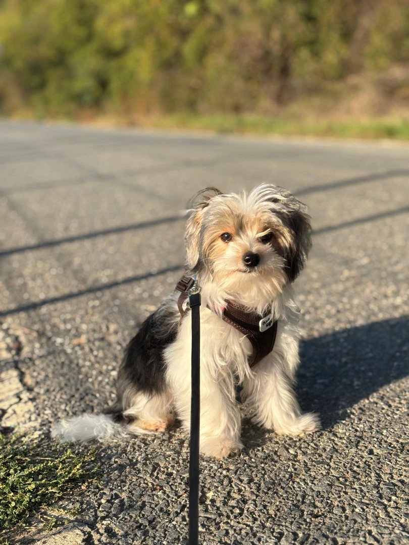 Çiko'nun Elit Yavru Pet Otel Anısı