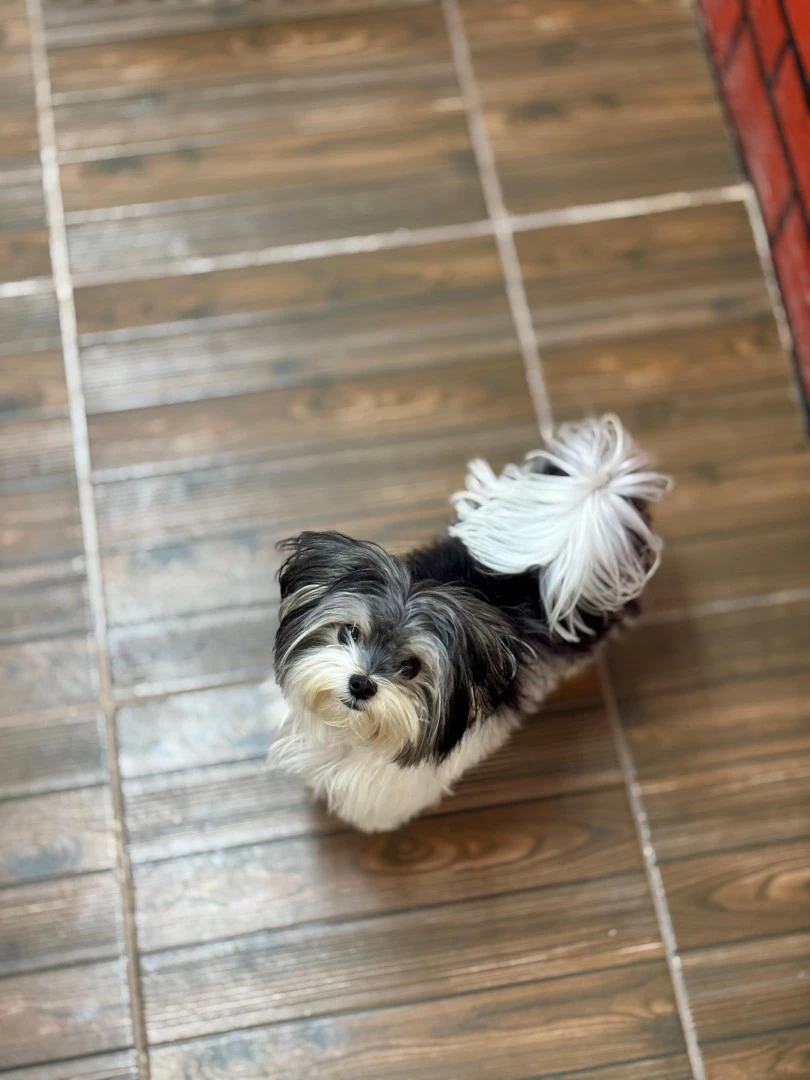 Otelimizin Misafirlerinden Morkie Majör