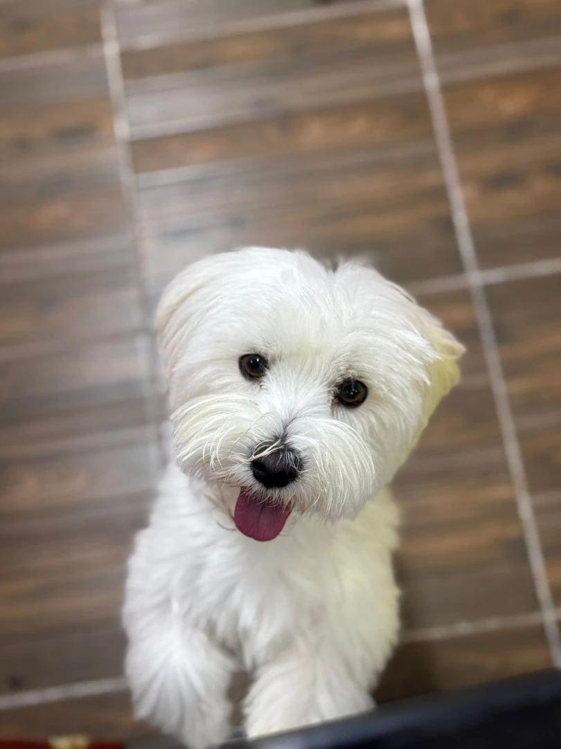 Pansiyonerlerimizden Luca