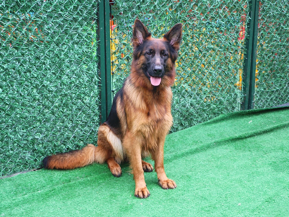 Onur Bey'in Alman Çoban Köpekleri düzenli pansiyonerlerimiz